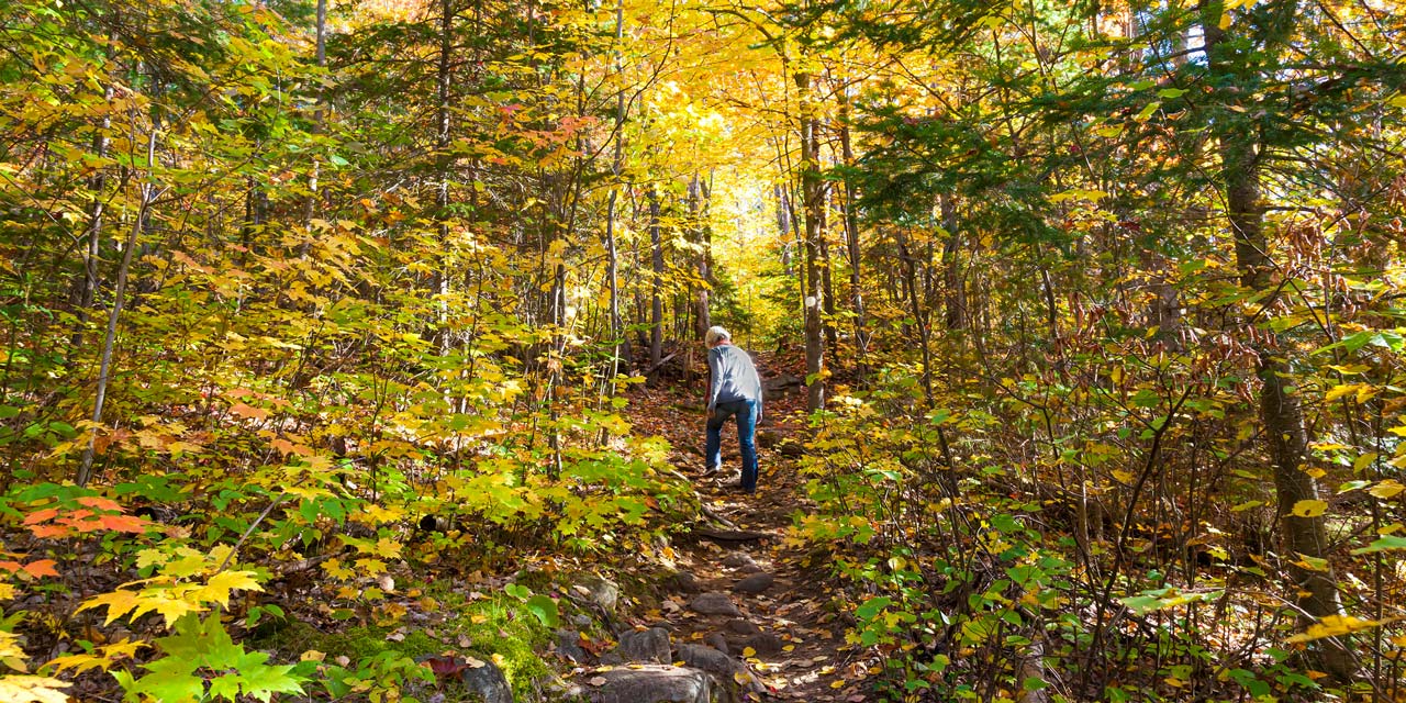 explore forests the the algonuin autumn colors