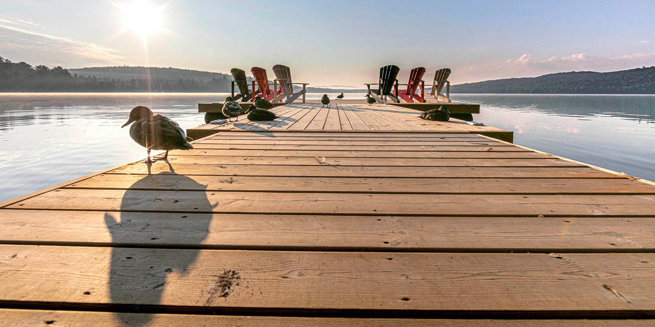 banner-sun-dock-duck