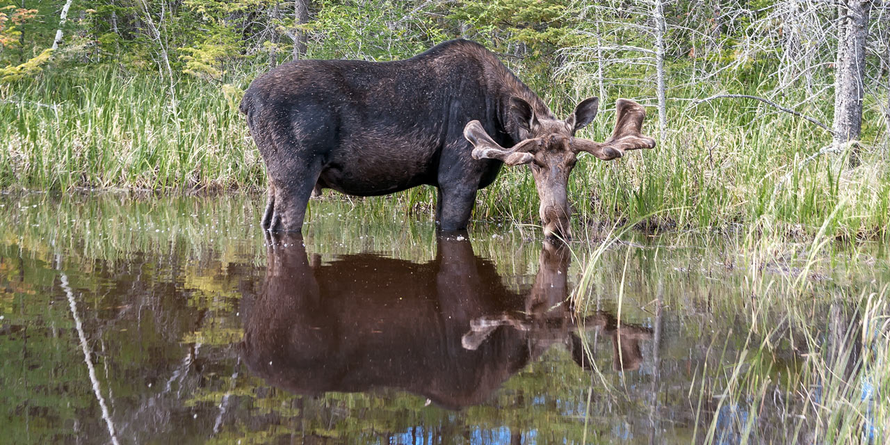 young bull moose wading in the water