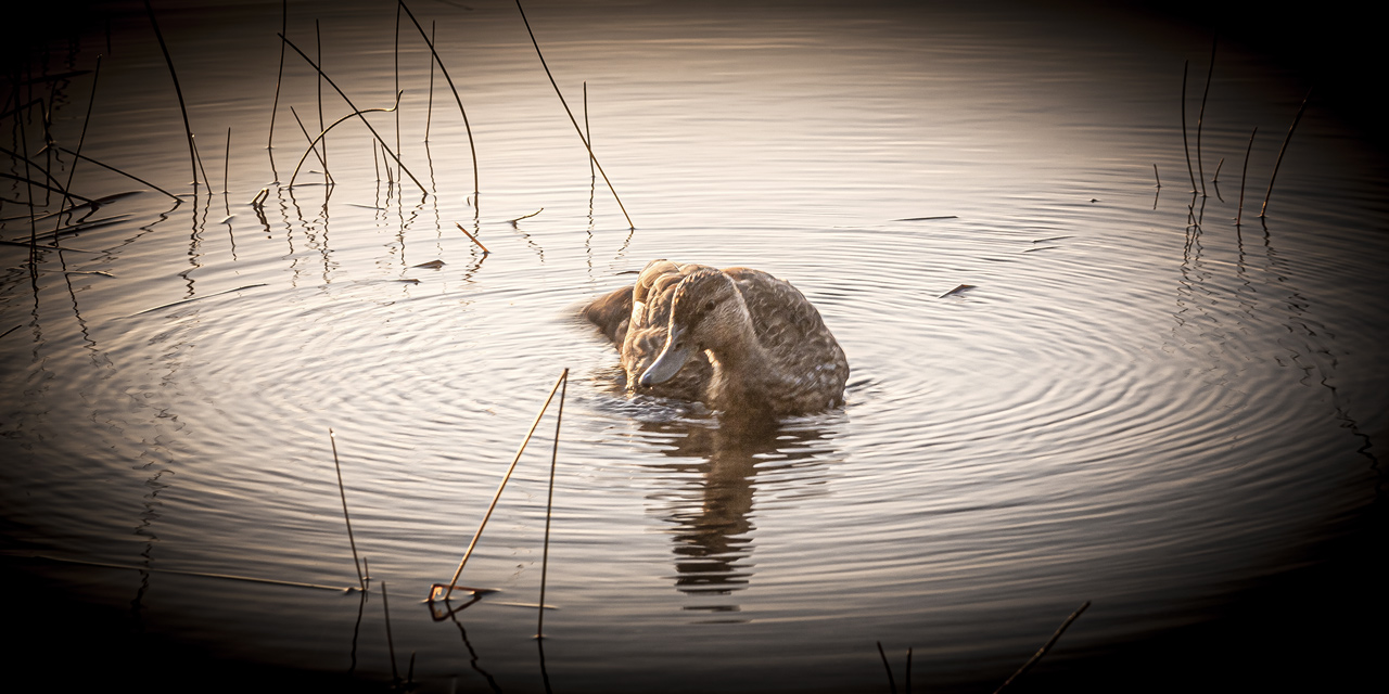 young duck morning paddle
