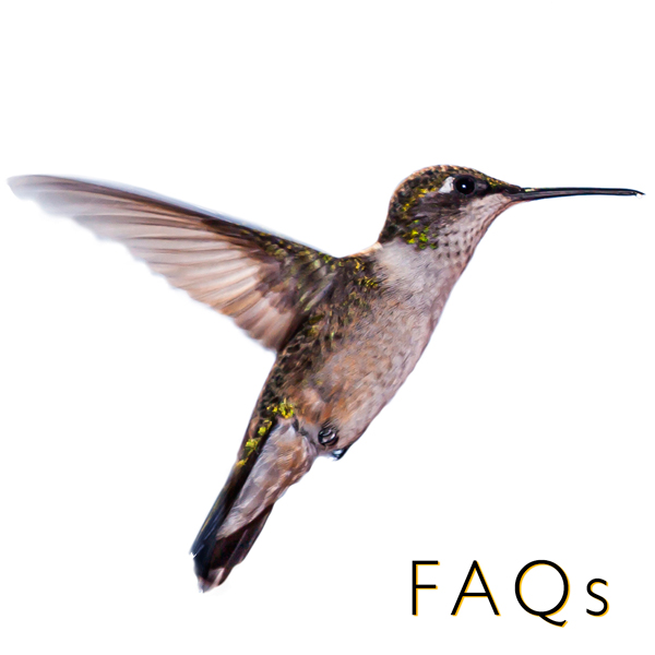 hummingbird feeding link FAQ