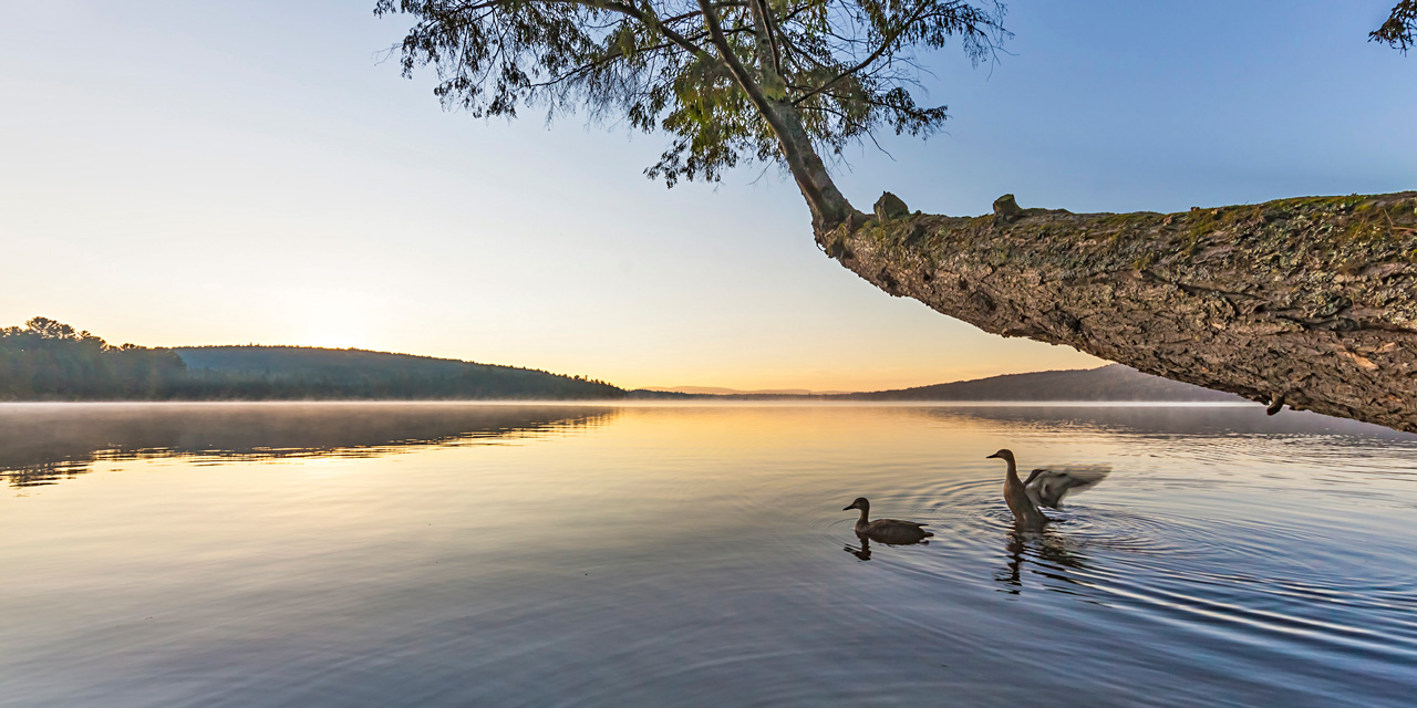 wilderness birds on lake of two rivers at dawn