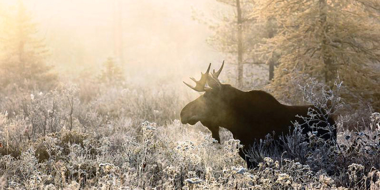 bull moose in the misty wilderness at dawn