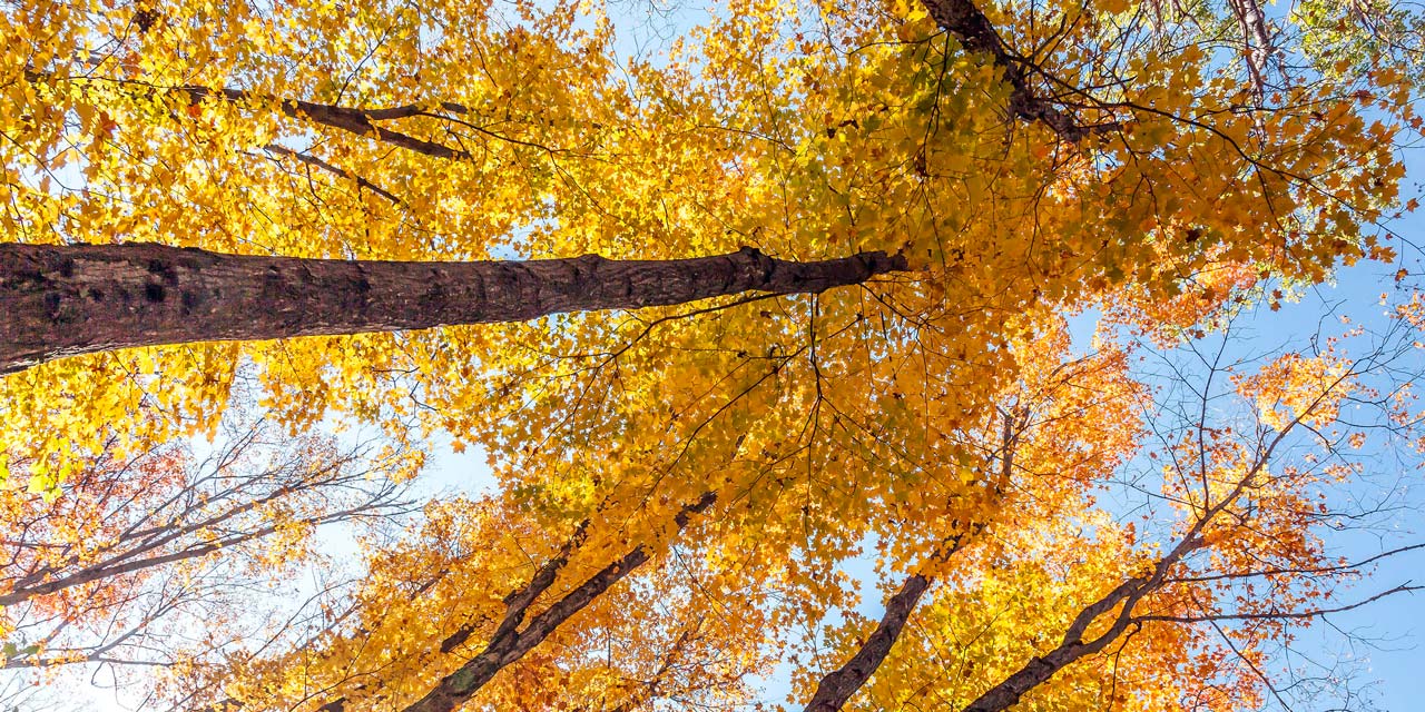 beautiful fall colours of Algonquin park
