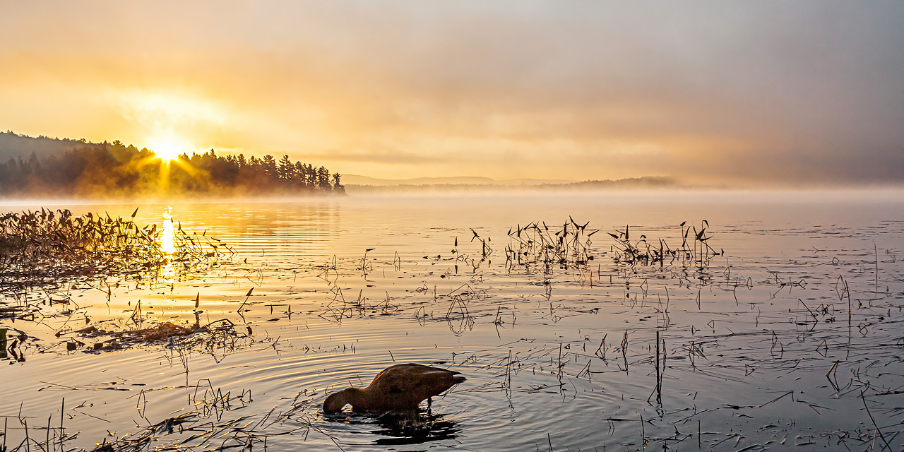 duck feeding dawn lake of two rivers sunrise