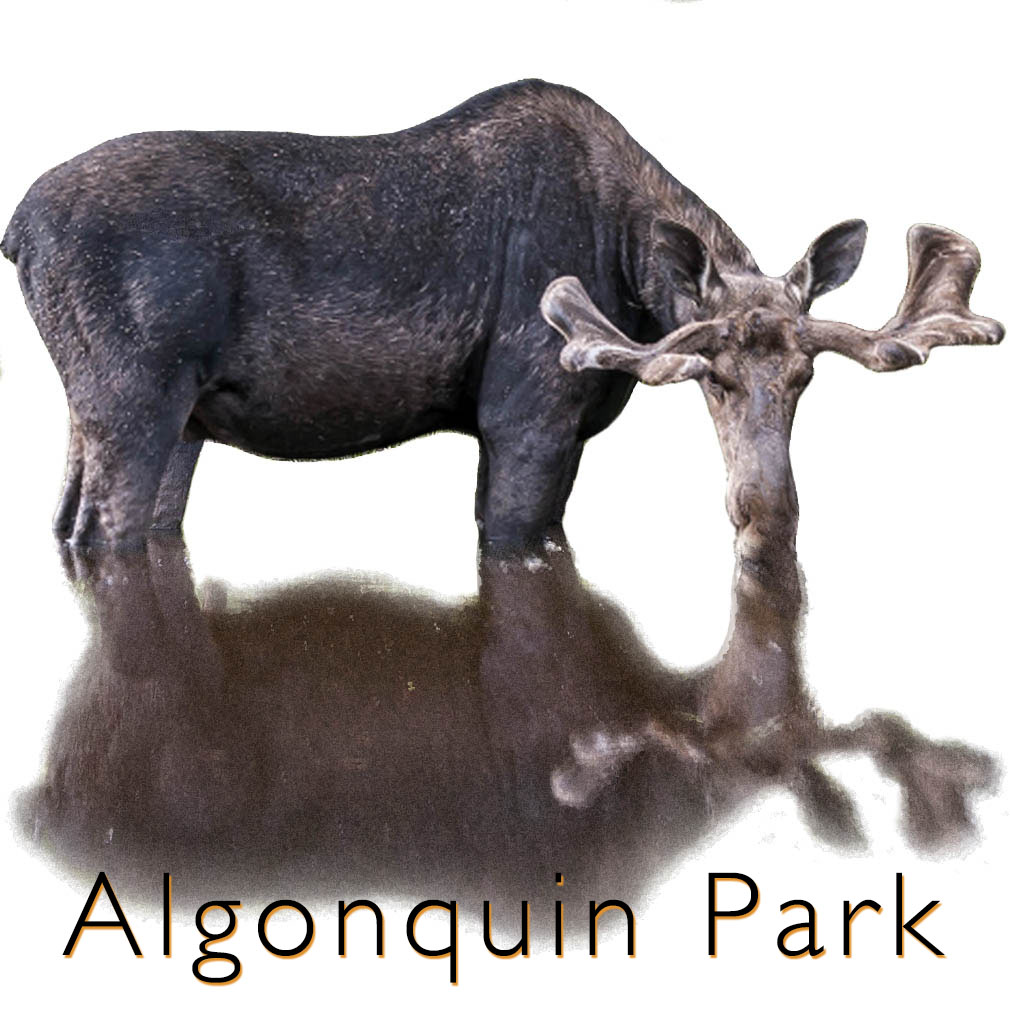 moose algonquin park link